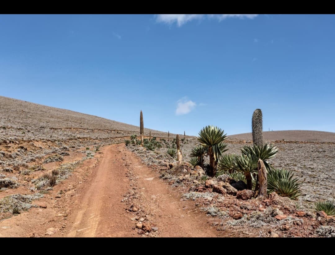Ethio Origins tour gallery image 9