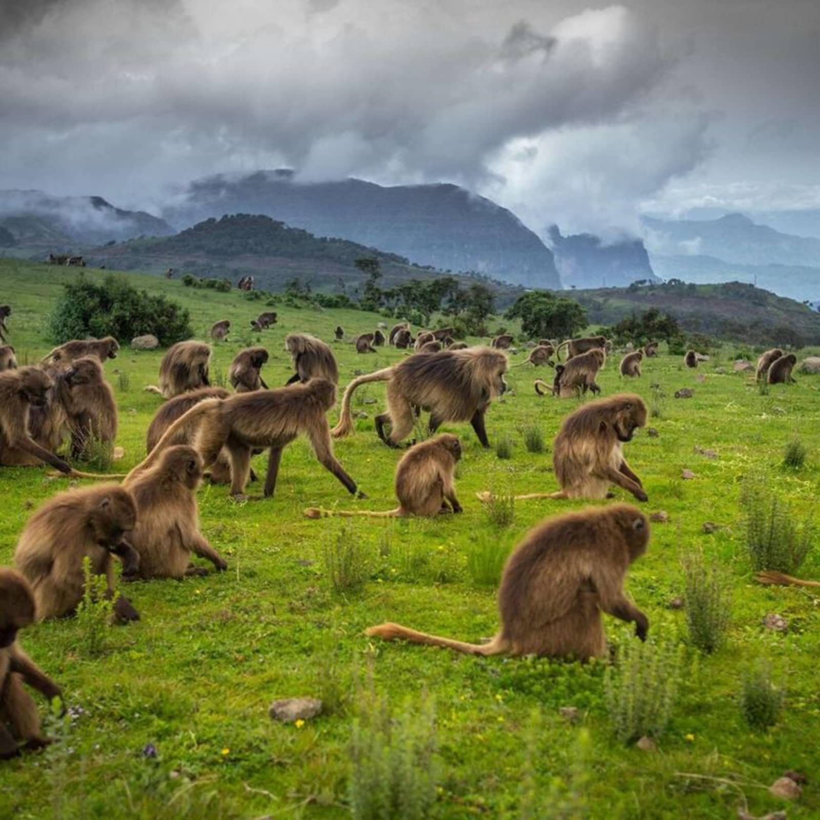 Simien Mountains trekking landscape in Ethiopia