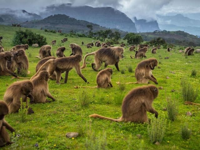 Fourteen-day Northern Ethiopia historic route through Axum Gondar Simien Mountains and Lalibela